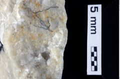 Foto (Detailansicht) von Decapoda indet. (NHMW-GEO-1990-0041-0410)